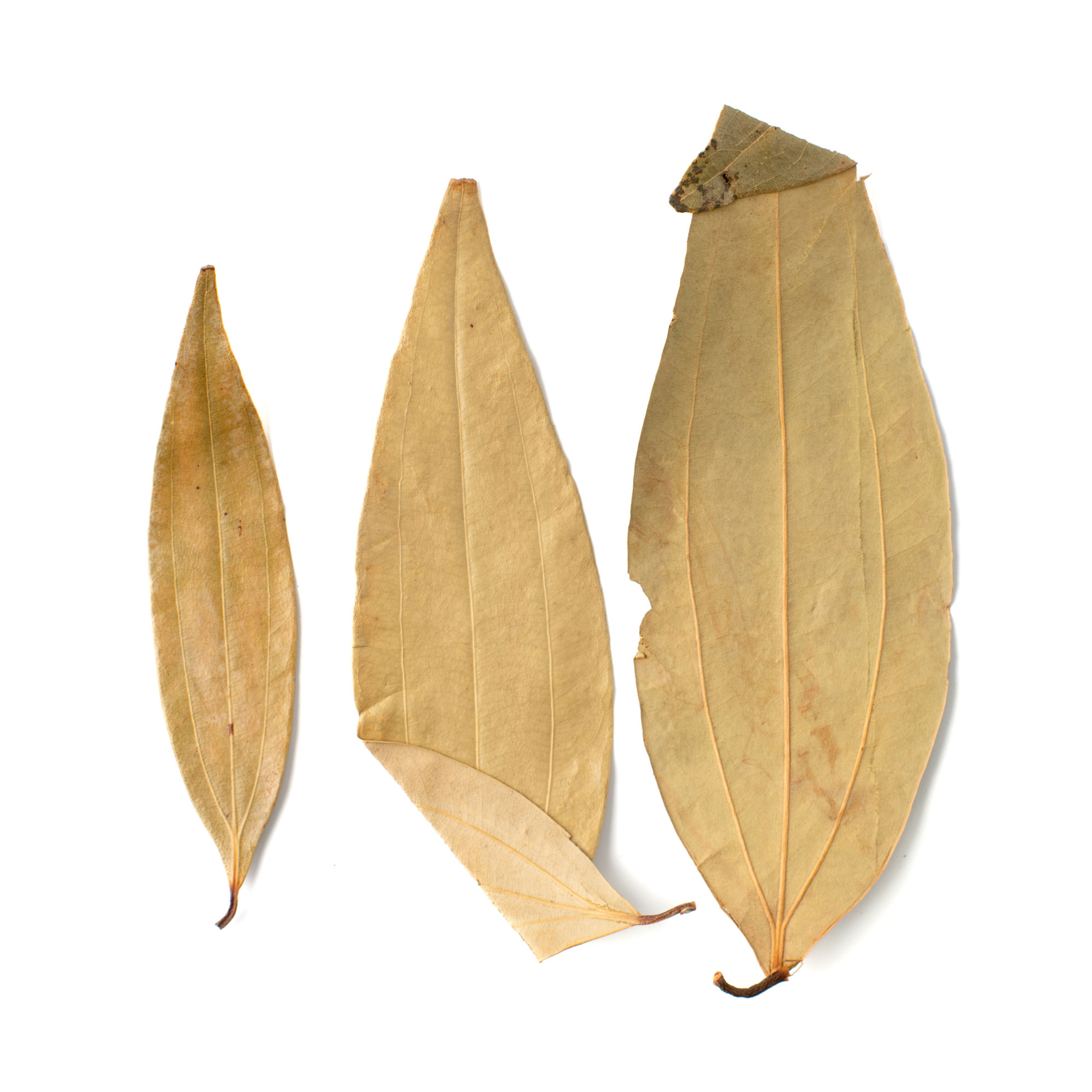 Indian Bay Leaf Cinnamon Leaf Tej Patta 1.5oz