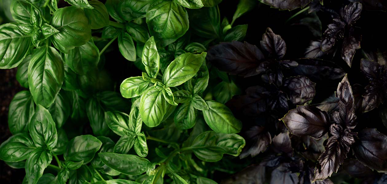 Peak Seasoning: Tomato Plum Basil Salad