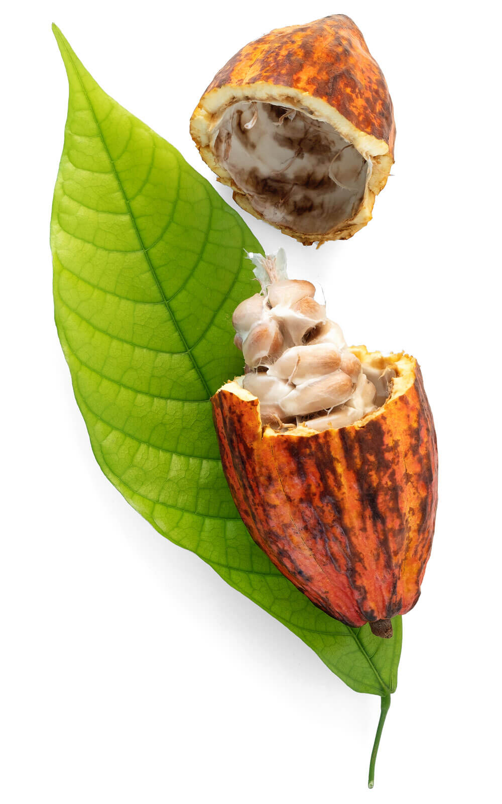 Little Known Ways to cocoa beans